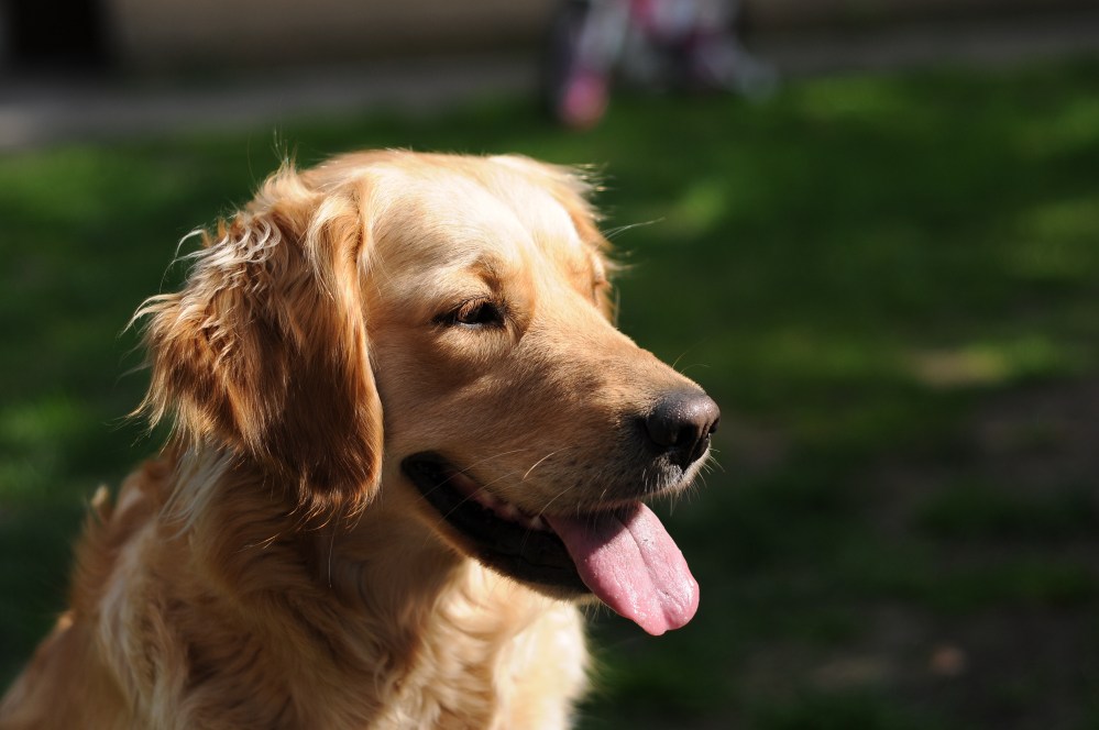 golden-retriever-933029.jpg